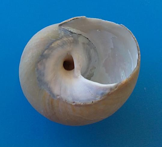 Gibbula adriatica?